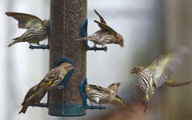pine_siskens_feeder.jpg thumbnail