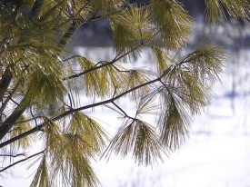Pine_tree_needles1.jpg thumbnail