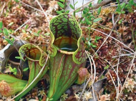 pitcher.jpg thumbnail