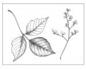 Poison_ivy.jpg thumbnail