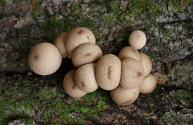 puff_ball_mushroom1.jpg thumbnail