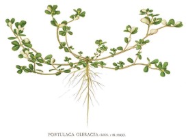 Purslane thumbnail