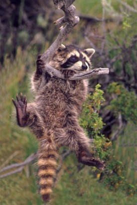 racoon_aut09.jpg thumbnail