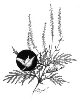Ragweed.jpg thumbnail