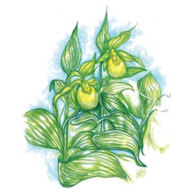 Ladyslipper thumbnail