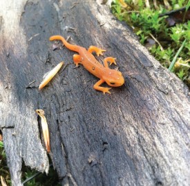 Red eft thumbnail