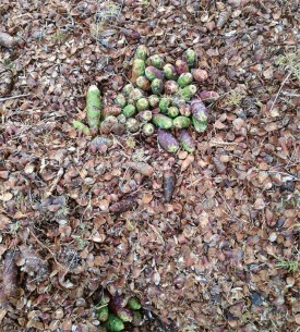 Red Squirrel Midden thumbnail
