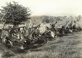 roots_knots_spr10.jpg thumbnail