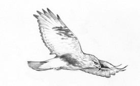 rough_legged_hawk.jpg thumbnail