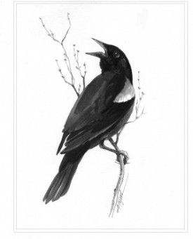 RW_Blackbird.jpg thumbnail