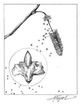 seed_web.jpg thumbnail