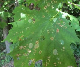 september_mystery_leaf.jpg thumbnail