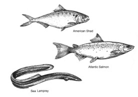 shadsalmon.jpg thumbnail