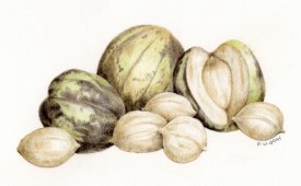 Shagbark hickory nuts thumbnail