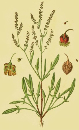 sheep_sorrel_web.jpg thumbnail
