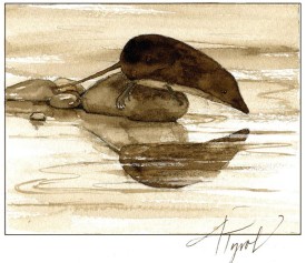 shrew_web2.jpg thumbnail
