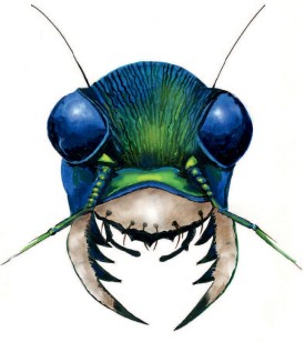 six-spotted-tiger-beetles.jpg thumbnail