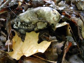 skull.jpg thumbnail