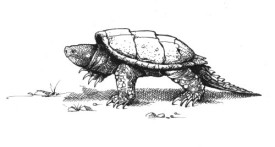 snapping_turtle.jpg thumbnail