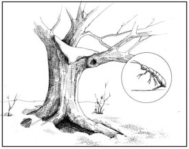 snowfleas.jpg thumbnail