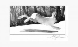 Snowshoe_hare_solo.jpg thumbnail
