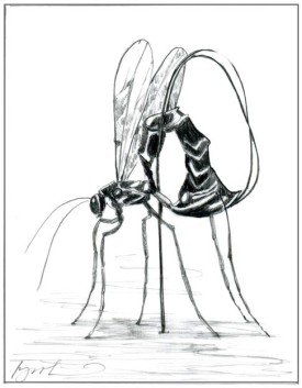 solitary_wasp2.JPG thumbnail