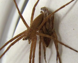spider_silks_web.jpg thumbnail