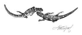 Spotted_salamanders_web.jpg thumbnail