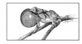 Spring_peeper_1.jpg thumbnail