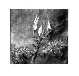 springbudspix800.jpg thumbnail