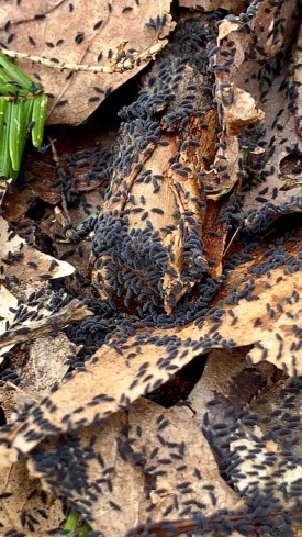 Springtails thumbnail