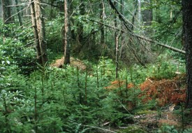 spruce_web.jpg thumbnail