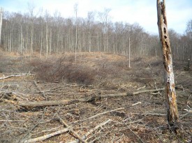 sticks.jpg thumbnail