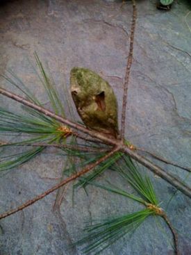 sticks_and_stones500.jpg thumbnail