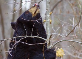 Susan_C_Morse_bear_nests_1.jpg thumbnail