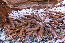 Susan_C_Morse_food_stash_aut13.jpg thumbnail