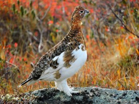 Susan_C_Morse_Ptarmigan-1.jpg thumbnail