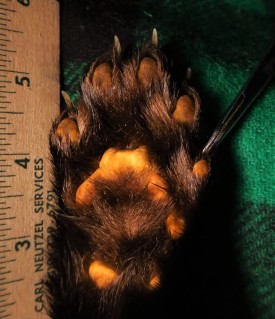 Tracking Tips: Fishers Aren't Cats 1 thumbnail