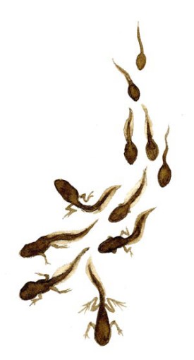 tadpoles_web.jpg thumbnail
