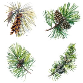 the-pines-collage-lead.jpg thumbnail
