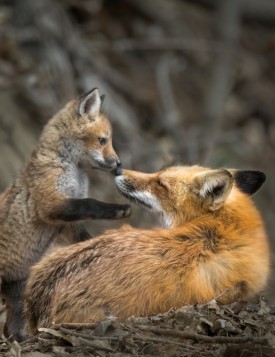 Red fox with kits thumbnail
