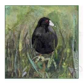 tos-american-coot.jpg thumbnail