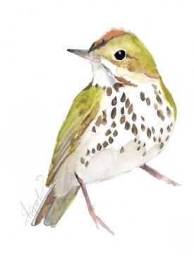 Ovenbird thumbnail