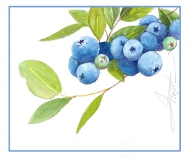 Blueberries thumbnail