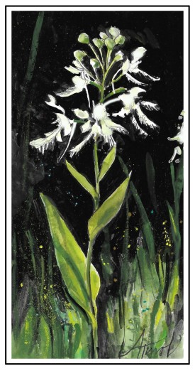 Bog orchids thumbnail