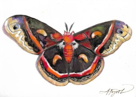 Cecropia thumbnail