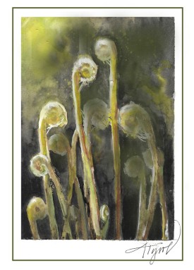 Cinnamon fern thumbnail