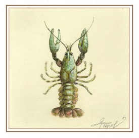 Crayfish thumbnail