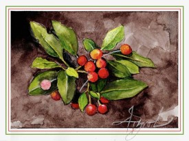 Ilex thumbnail