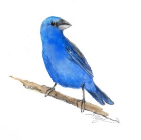 Indigo bunting thumbnail